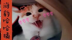 国产自在线拍磁力,探索国内影视资源新领域